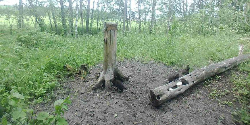 Что снимают фотоловушки в Жлобинском районе: самые интересный кадры